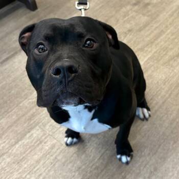 Buddy -  American Bulldog Dog for Adoption - Buddy | PetCurious