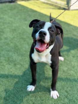 Mixed Breed Dogs Available for Adoption in Dallas, Texas - DUSE | PetCurious
