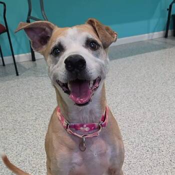 Ranger -  Mixed Breed Dog for Adoption in Hutchinson, Minnesota - Ranger | PetCurious
