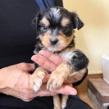 Border Terrier Dogs Available for Adoption - Guppy | PetCurious