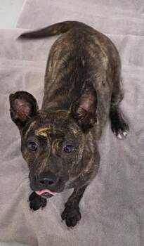 Monica -  Pit Bull Terrier Dog for Adoption in Momence, Illinois - Monica | PetCurious