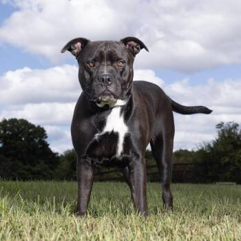 Sushi -  Mixed Breed Dog for Adoption in Franklin, Tennessee - Sushi | PetCurious