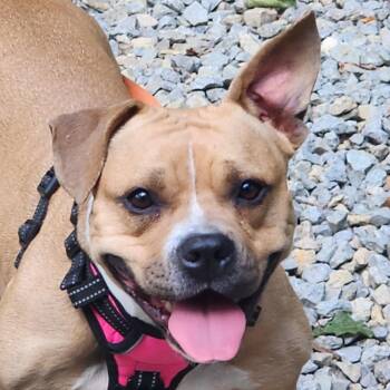 American Bully Dogs Available for Adoption in East Peoria, Illinois - Lottie | PetCurious
