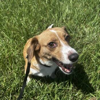 Recess -  Corgi and Mixed Breed Dog for Adoption in Carencro, Louisiana - Recess | PetCurious
