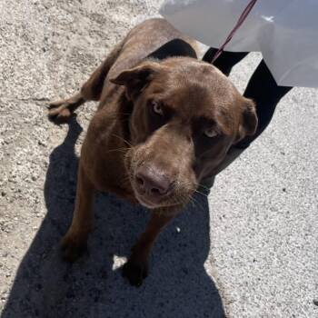 Chocolate Labrador Retriever Dogs Available for Adoption - Grizzly | PetCurious