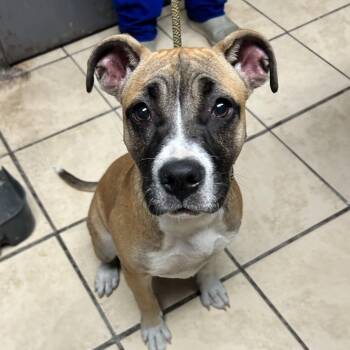 Penelope -  Boxer Dog for Adoption in Newport, North Carolina - Penelope | PetCurious
