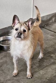 French Bulldog and Brussels Griffon Dogs Available for Adoption in Agoura Hills, California - HEEDONG | PetCurious