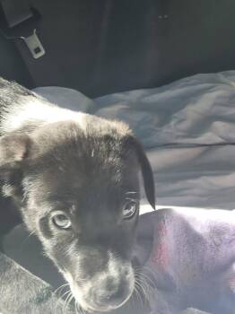 Collie Dogs Available for Adoption - Tinsel | PetCurious