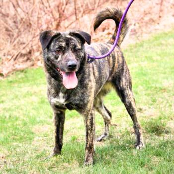 Rescue Tennessee Treeing Brindle Dogs for Adoption in New York, New York - Firestarter | PetCurious