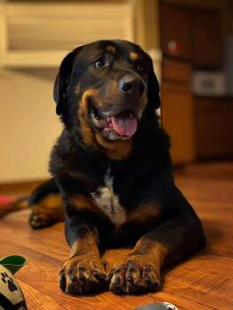 Rescue Rottweiler Dogs for Adoption in Sherwood, Oregon - Django | PetCurious