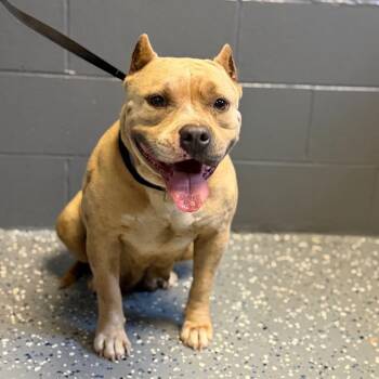 Pit Bull Terrier and Mixed Breed Dogs Available for Adoption in Tuscaloosa, Alabama - TUSC-Stray-84504 | PetCurious