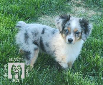 Australian Shepherd Dogs Available for Adoption in Omaha, Nebraska - Hopscotch-MEDICAL HOLD | PetCurious