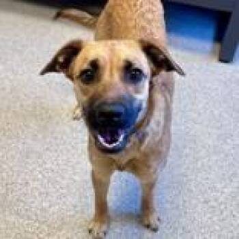Mixed Breed Dogs Available for Adoption in Lansing, Michigan - Ziggy | PetCurious