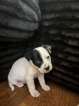 Labrador Retriever Dogs Available for Adoption - Chance | PetCurious