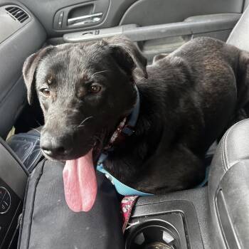 Black Labrador Retriever and Terrier Dogs Available for Adoption in Escondido, California - Zeus | PetCurious