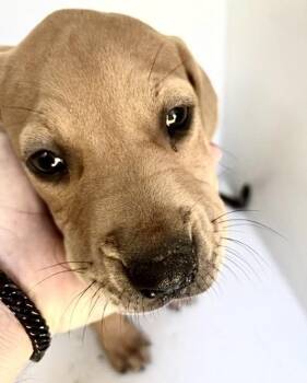DIOR -  Redbone Coonhound and Mixed Breed Dog for Adoption in Houston, Texas - DIOR | PetCurious