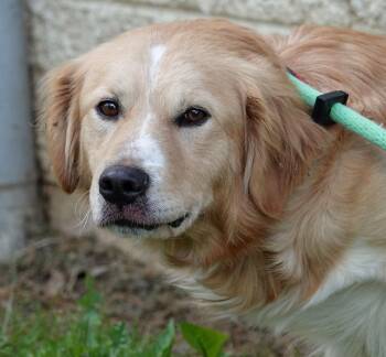 Retriever Dogs Available for Adoption in Millfield, Ohio - Mustang | PetCurious