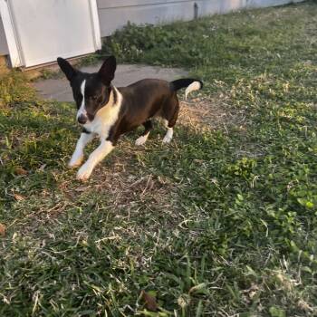Pembroke Welsh Corgi Dogs Available for Adoption - Koko | PetCurious
