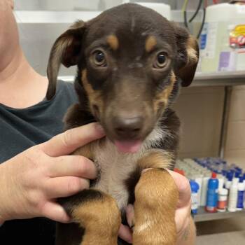 Martin -  Shepherd and Mixed Breed Dog for Adoption in Ardmore, Oklahoma - Martin | PetCurious