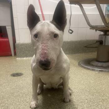 IVHS-Stray-140551 -  Bull Terrier Dog for Adoption in San Gabriel, California - IVHS-Stray-140551 | PetCurious