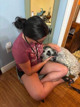 Flipp -  Mixed Breed Dog for Adoption in Dorr, Michigan - Flipp | PetCurious