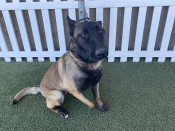 Belgian Shepherd Malinois Dogs Available for Adoption - A608640 | PetCurious