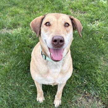 Dina -  Mixed Breed Dog for Adoption in Medford, Oregon - Dina | PetCurious