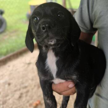 Parker -  Beagle and Basset Hound Dog for Adoption in Zaleski, Ohio - Parker | PetCurious