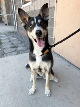 Rescue Siberian Husky Dogs for Adoption in Redmond, Oregon - Baby | PetCurious