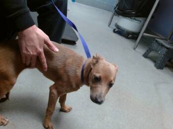 Rescue Weimaraner and Mixed Breed Dogs for Adoption in Albuquerque, New Mexico - KAYLA | PetCurious