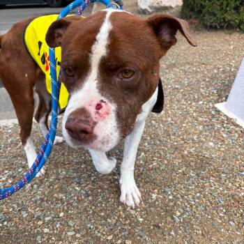 Chants -  Mixed Breed Dog for Adoption in Chino Valley, Arizona - Chants | PetCurious