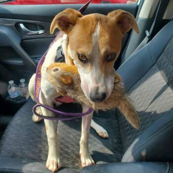 Labrador Retriever Dogs Available for Adoption - Shiloh | PetCurious