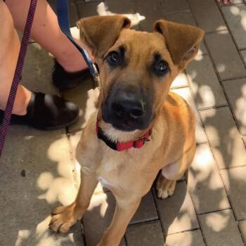 Rescue Mixed Breed Dogs for Adoption in Yaphank, New York - Bruno | PetCurious