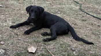 Labrador Retriever Dogs Available for Adoption - Frisbee | PetCurious