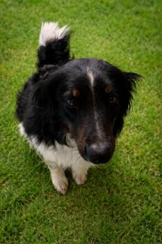 Aussiedoodle Dogs Available for Adoption in Hearne, Texas - Rip | PetCurious