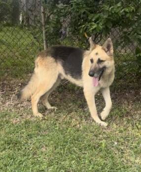 Ozzy - A True Gem -  German Shepherd Dog Dog for Adoption in Houston, Texas - Ozzy - A True Gem | PetCurious