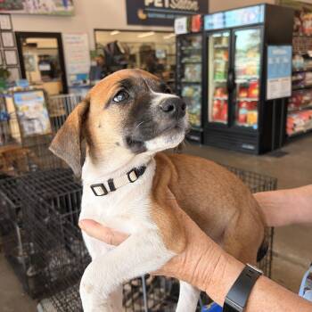 Jane -  Beagle and Border Collie Dog for Adoption in Melbourne, Arkansas - Jane | PetCurious