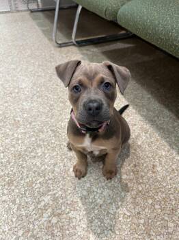 Terrier and Mixed Breed Dogs Available for Adoption - Snickers | PetCurious