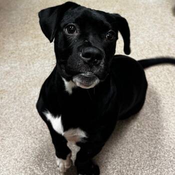 Penelope -  Pug and Mixed Breed Dog for Adoption in Hinesville, Georgia - Penelope | PetCurious
