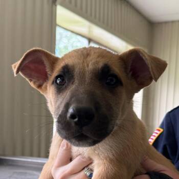 Shepherd Dogs Available for Adoption in Jacksonville, Arkansas - Zander | PetCurious