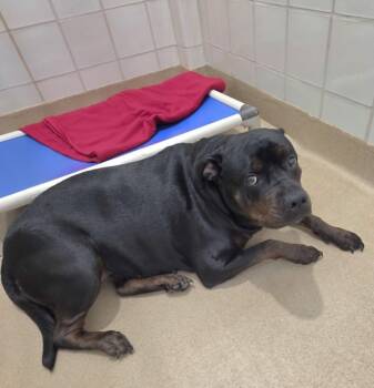 DREAM -  Rottweiler Dog for Adoption in Derwood, Maryland - DREAM | PetCurious
