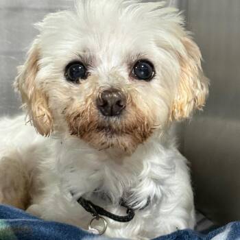 Lamb -  Maltese Dog for Adoption in West Chester, Pennsylvania - Lamb | PetCurious