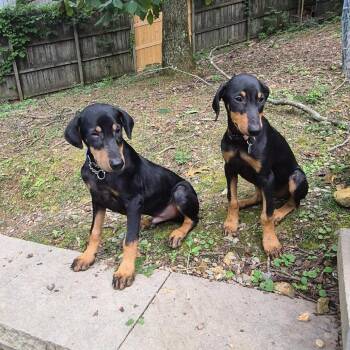 Knox -  Doberman Pinscher Dog for Adoption in Duck River, Tennessee - Knox | PetCurious