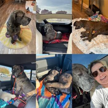 Rescue Great Dane Dogs for Adoption in Claremont, California - Ziggy | PetCurious