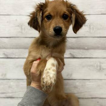 Mixed Breed Dogs Available for Adoption - Eddy | PetCurious