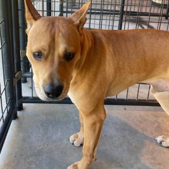 Mixed Breed Dogs Available for Adoption - Titus | PetCurious