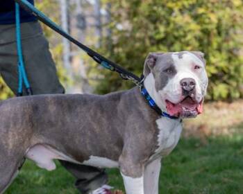 Pit Bull Terrier and Mixed Breed Dogs Available for Adoption in Hamilton Township, New Jersey - BRUNO | PetCurious