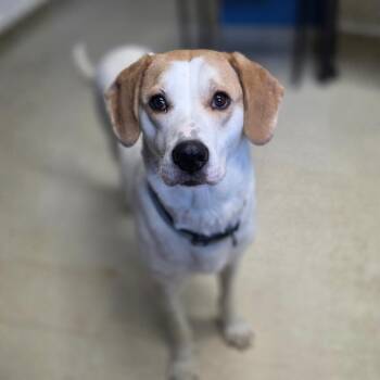 Hound Dogs Available for Adoption - Remi | PetCurious