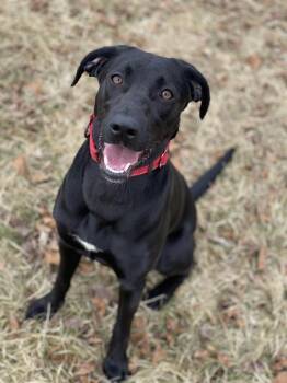 Black Labrador Retriever and Mixed Breed Dogs Available for Adoption - Jannie | PetCurious
