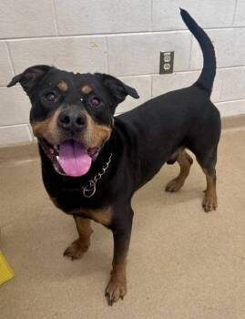 ROVER -  Rottweiler Dog for Adoption in Derwood, Maryland - ROVER | PetCurious